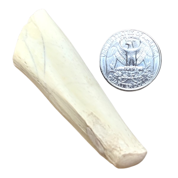 Fossil Mammal Bone (Oligocene; Nebraska)