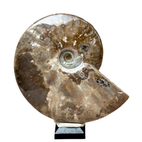 Ammonite, "Red" (Cretaceous, Madagascar)