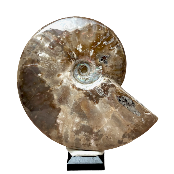 Ammonite, "Red" (Cretaceous, Madagascar)