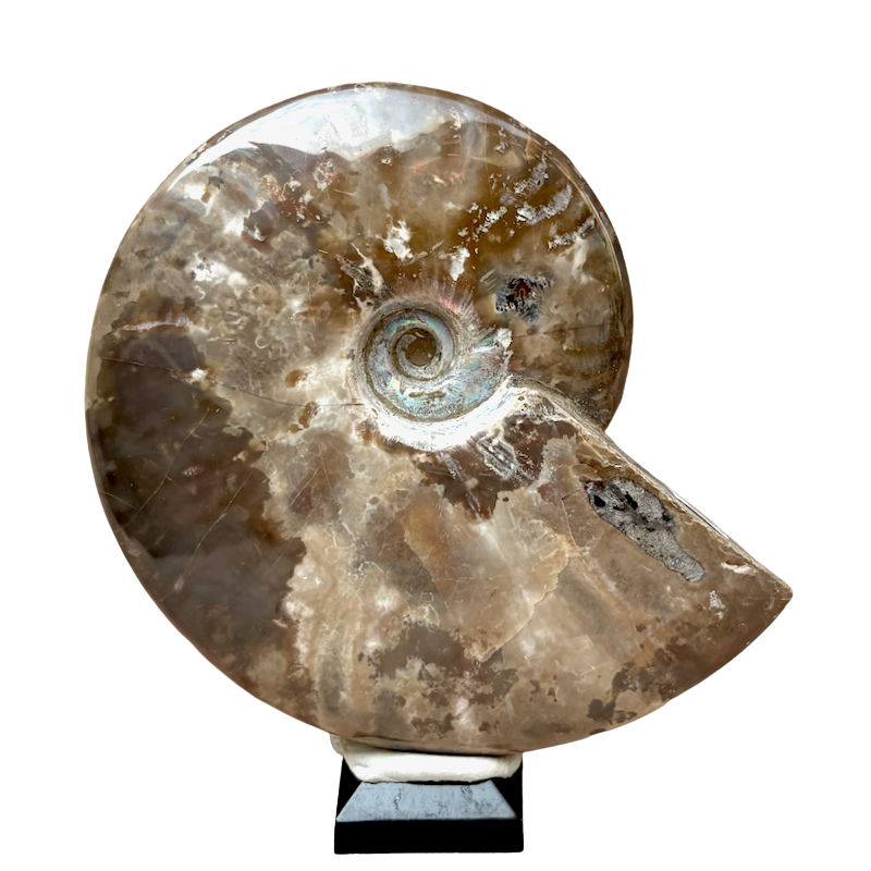 Ammonite, "Red" (Cretaceous, Madagascar)
