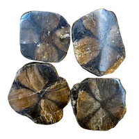 Chiastolite Polished Slice