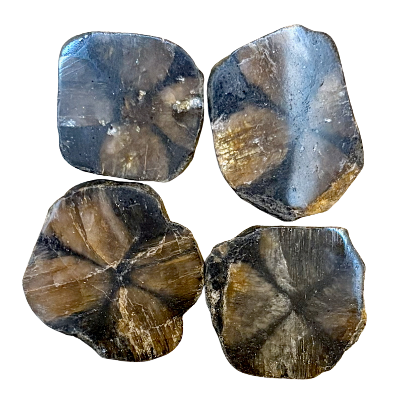 Chiastolite Polished Slice