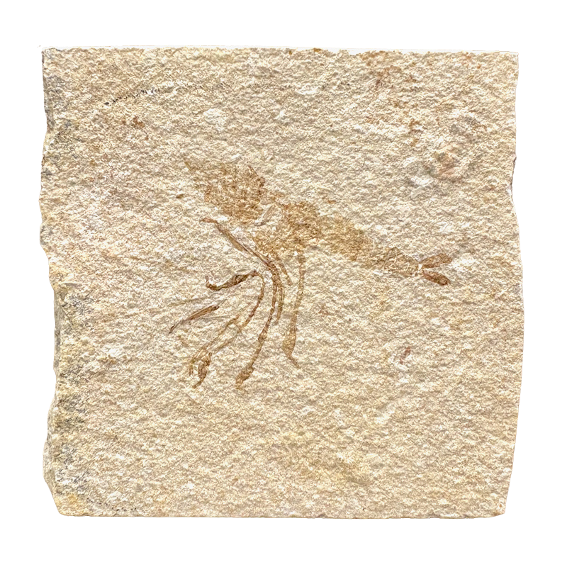 Fossil Shrimp (Jurassic, Bavaria)