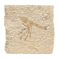 Fossil Shrimp (Jurassic, Bavaria)