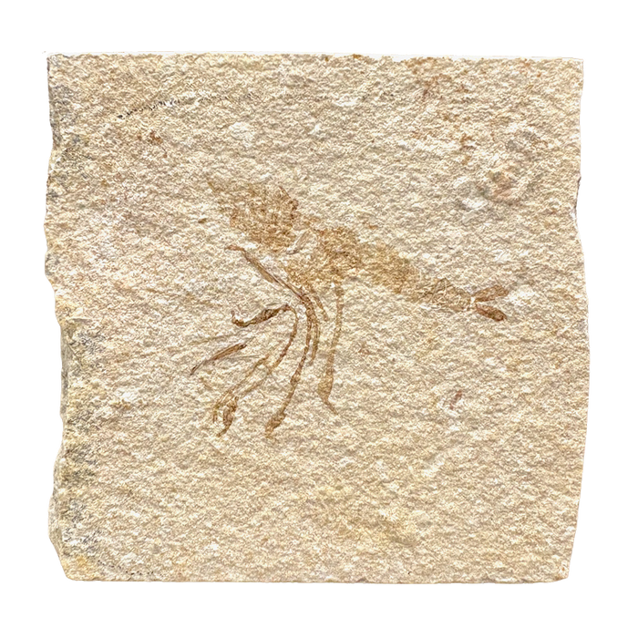 Fossil Shrimp (Jurassic, Bavaria)
