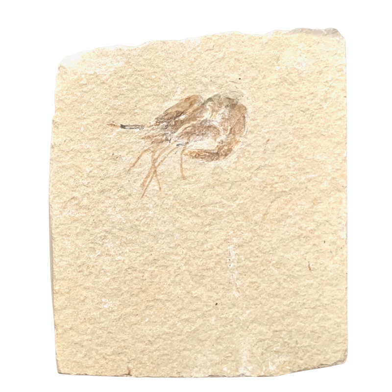 Fossil Shrimp (Cretaceous, Lebanon)