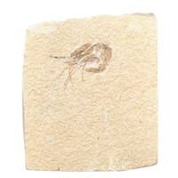 Fossil Shrimp (Cretaceous, Lebanon)