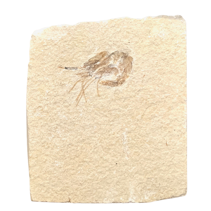 Fossil Shrimp (Cretaceous, Lebanon)