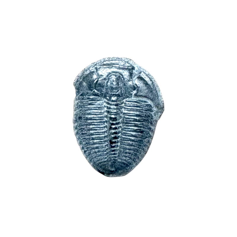 Fossil Trilobite Elrathia (Cambrian, Utah)