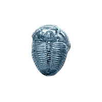Fossil Trilobite Elrathia (Cambrian, Utah)
