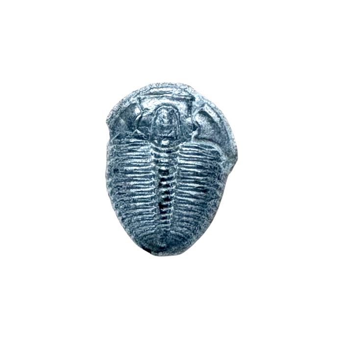 Fossil Trilobite Elrathia (Cambrian, Utah)