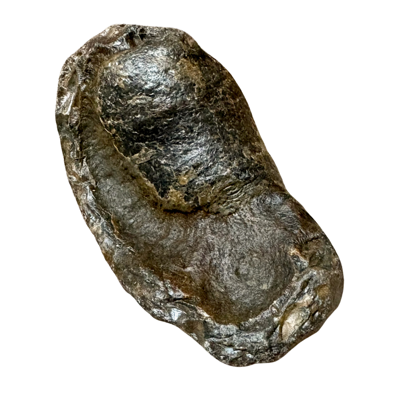 Fossil Whale Middle Earbone (Miocene)
