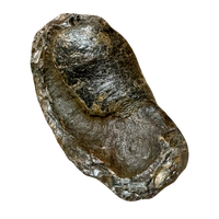 Fossil Whale Middle Earbone (Miocene)