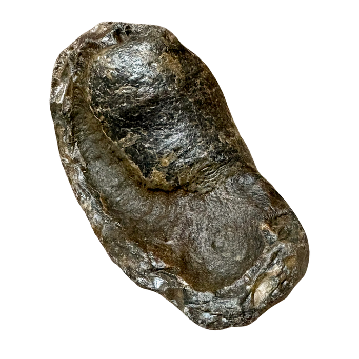 Fossil Whale Middle Earbone (Miocene)