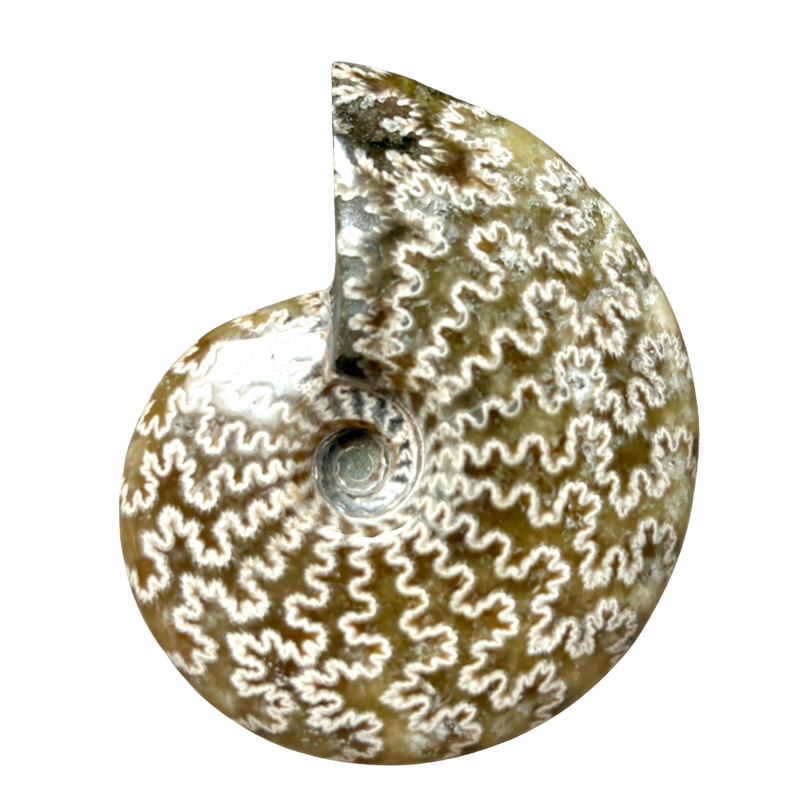 Ammonite, Cleoniceras (Cretaceous, Madagascar)