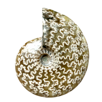 Ammonite, Cleoniceras (Cretaceous, Madagascar)