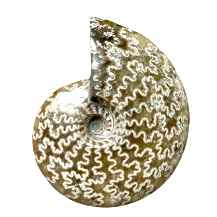 Ammonite, Cleoniceras (Cretaceous, Madagascar)