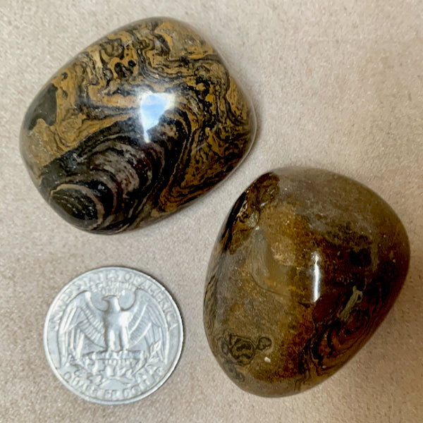 Stromatolite Polished Pebble