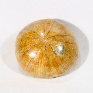 Fossil Echinoid Sea Urchin Holectypus depressus (Madagascar)