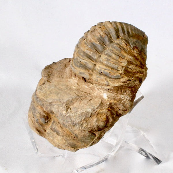 Fossil Trilobite Calymene (Morocco)