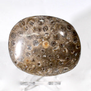 Fossil Coral, Top Polished (Morocco)