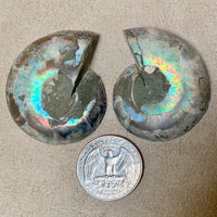 Ammonite Split Pair (Madagascar)