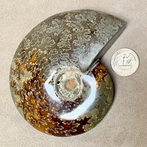 Ammonite (Madagascar)
