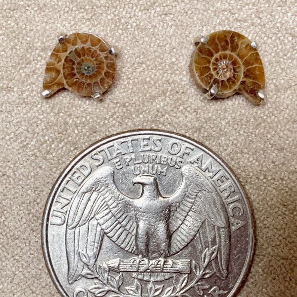 Ammonite Slice Stud Earrings