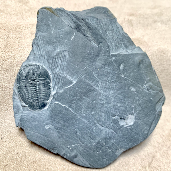 Fossil Trilobite Elrathia (Utah)