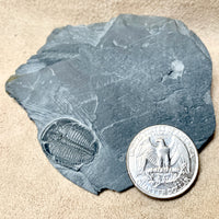 Fossil Trilobite Elrathia (Utah)